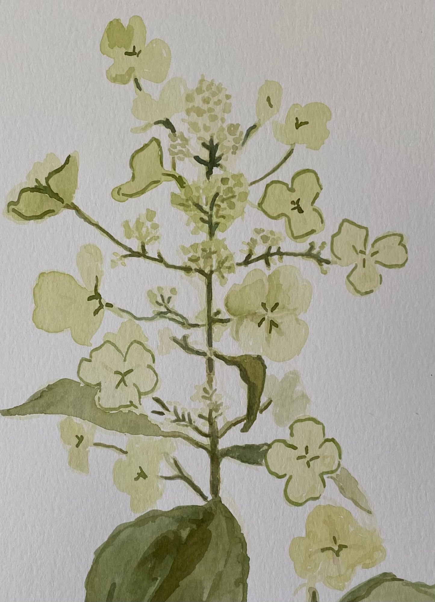 Oak Leaf No. 2