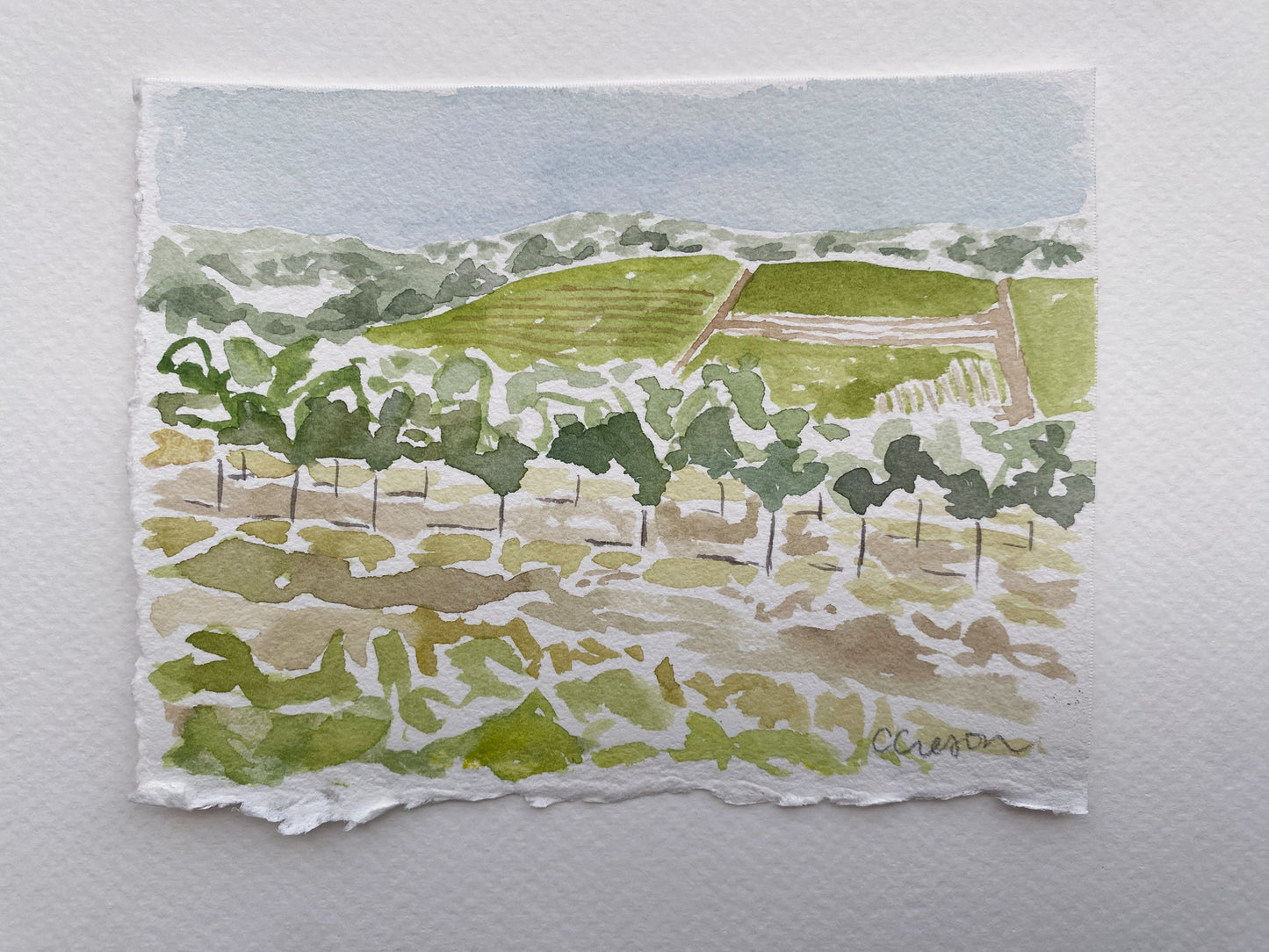 Sonoma Vineyard