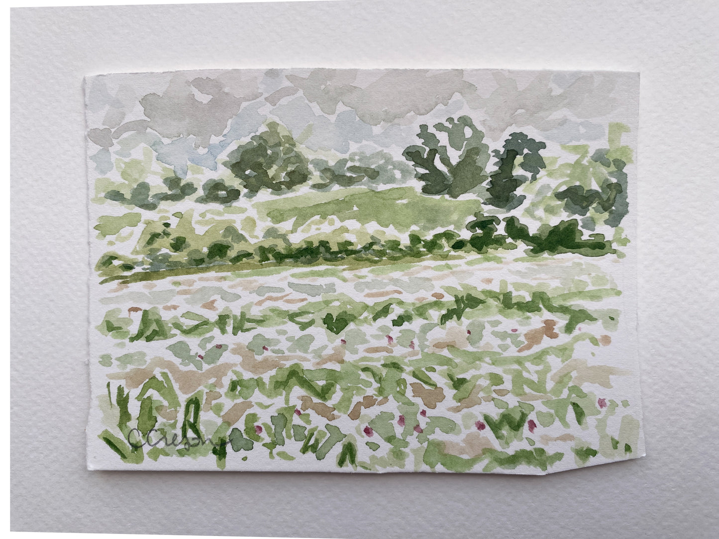 Bloomsbury Strawberries