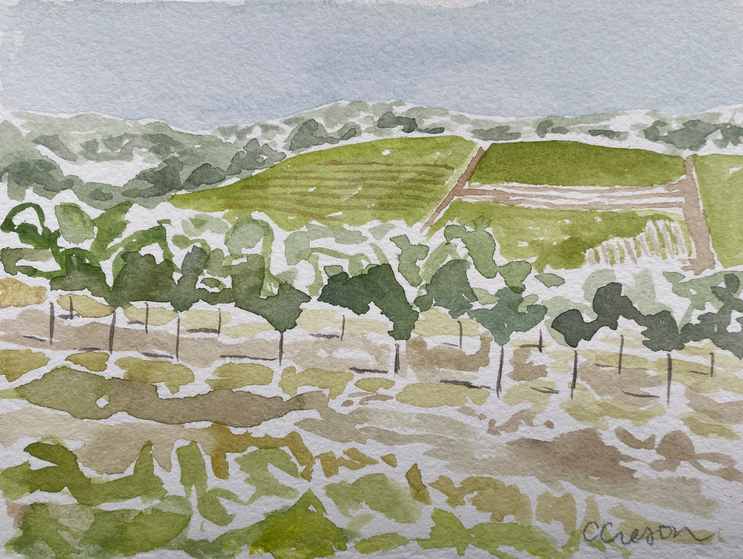 Sonoma Vineyard