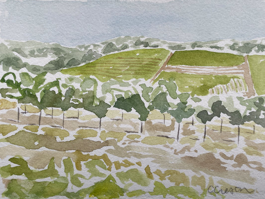Sonoma Vineyard